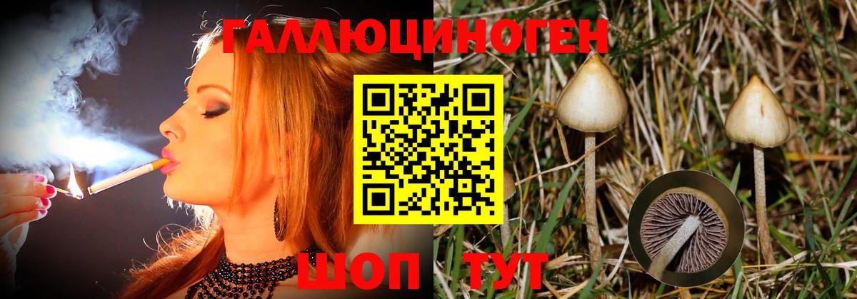 Галлюциногенные грибы Psilocybe Нарткала